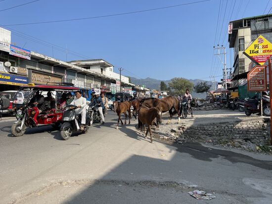 Vier Pferde, ganz ohne Leine und Halfter...