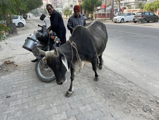 Auch die Kuh kommt noch rasch vorbei...