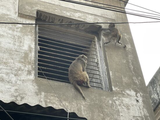 Nicht vergessen bei der Aufzählung der Tiere in der Stadt: Affen, die überall an den Häusern herumturnen und oft von den Ladenbesitzern vertrieben werden.