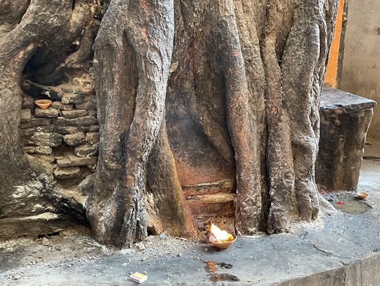 das kleine Oellämpchen beim alten Baum