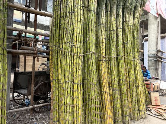 Zuckerrohr-Stangen. Bereit, um daraus Saft zu machen, der an verschiedenen Stellen angeboten wird.