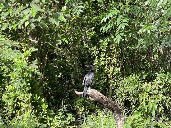 Kormoran