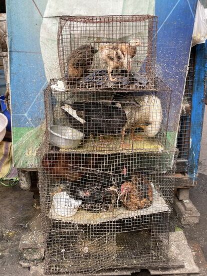 Eine kleine Hühnerfarm