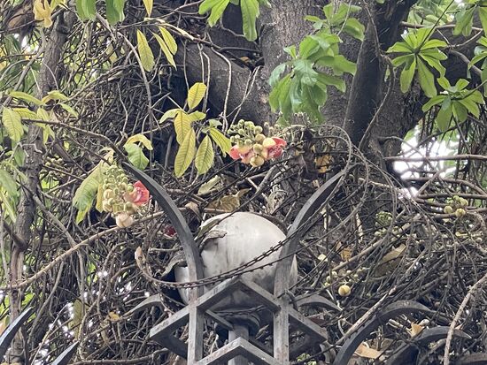Hinter einem Tor entdeckt: ein Kanonenkugelbaum in der Blüte.