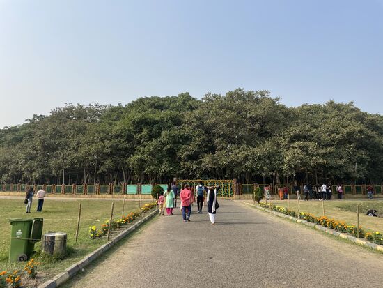 Dieser Wald vor mir besteht aus einem einzigen Baum.