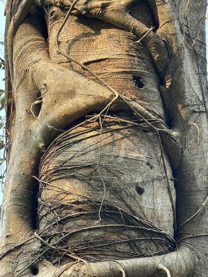 Eine Würgefeige - sie windet sich um den Trägerbaum um an seinem Stamm in die Höhe zu wachsen bis dieser abstirbt und sie nur noch seinen Strunk als Halt braucht.
