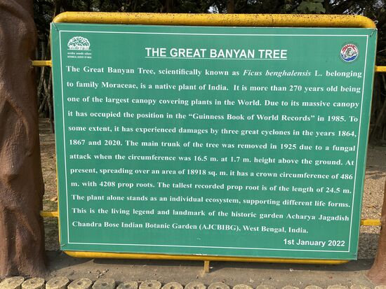 Der grosse Banyan Baum. Man kann ihn googeln. Er ist tatsächlich der allergröste Baum der Welt. Ein Gummibaum.