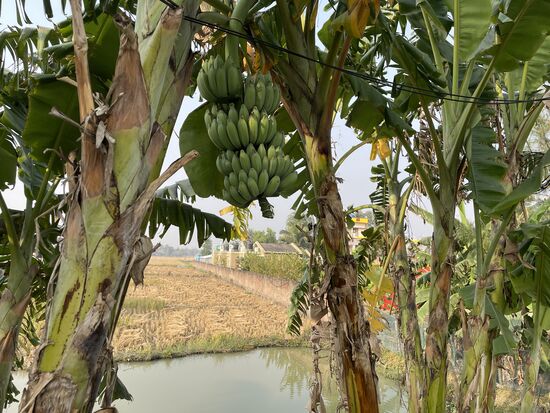 Ein Süsswasserspeicher neben abgeernteten Reisfeldern