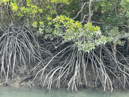 Mangroven mit ihren typischen Luftwurzeln