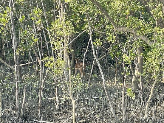 Rehe zwischen den Mangroven