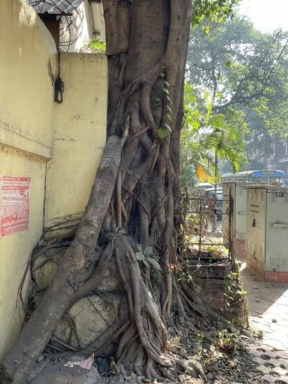 Die Verschmelzung von Stadt und Natur. Bäume werden nicht gefällt, sie werden integriert, oder sie integrieren sich.