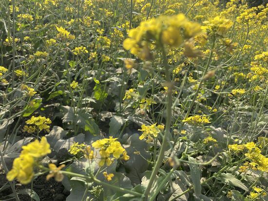 Senfpflanzen gehören zur gleichen Familie wie Raps.