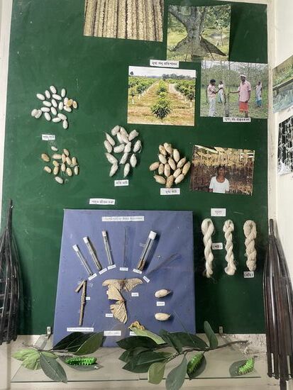 Der Beginn der Seidenproduktion vom Schmetterling über die Eier, die Raupe, die Puppe und die Seidenfäden, die direkt von der Puppe gesponnen werden.