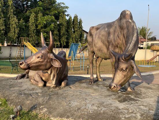 Heilige Kühe - sie sind wirklich überall