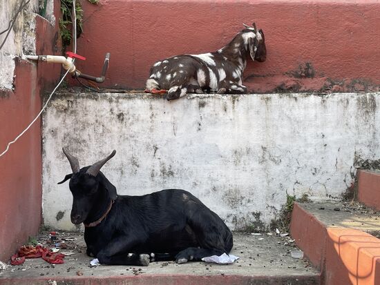 Die ZIegen sind überall.