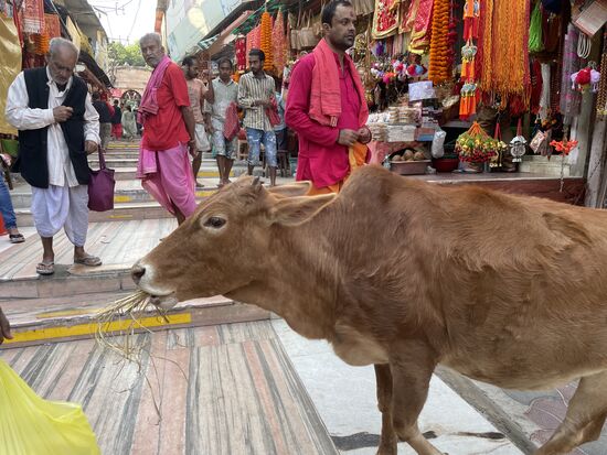 Eine heilige Kuh auf dem Weg zum Tempel. Pilger sind vielfältig.
