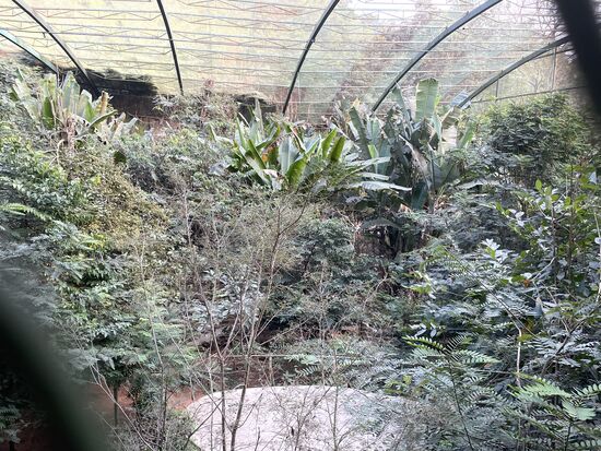 In das grosse Tropenhaus kann ich nur durch die Gitter sehen.