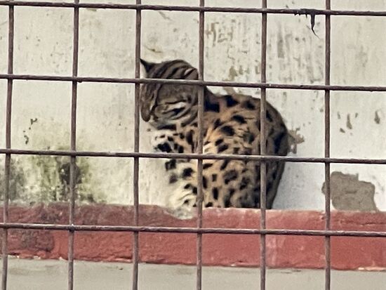 Die Leopardenkatze