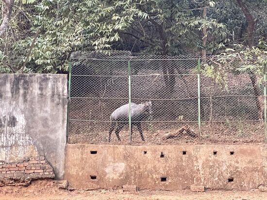 die grosse Nilgauantilope