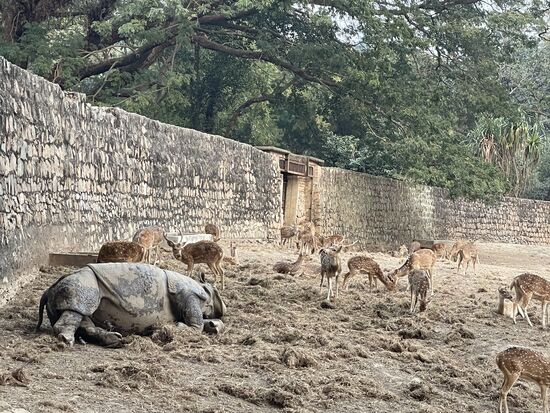 Endlich: ein Rhino - ein Nashorn