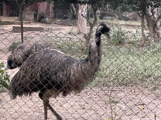 Emu