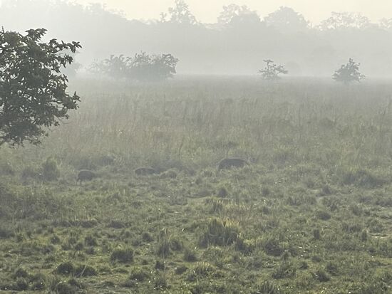 Eine schwarze Muttersau mit drei kleinen Ferkeln kreuzt unseren Weg.