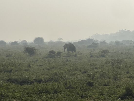Der erste Elefant ist bereits auf dem Weg auf seinen Nachmittagsausflug.