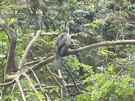 ein besonders grosser Kormoran