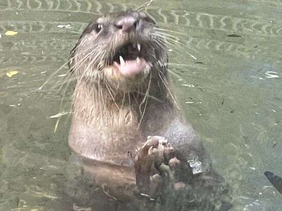 Otter