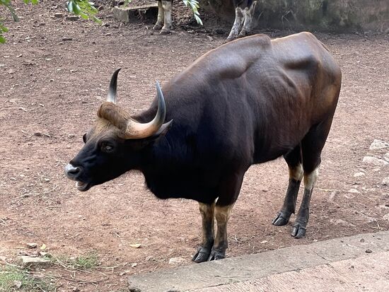 Gaur - indischer Bison