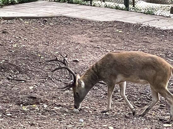 Swamp Deer, ein indischer Hirsch