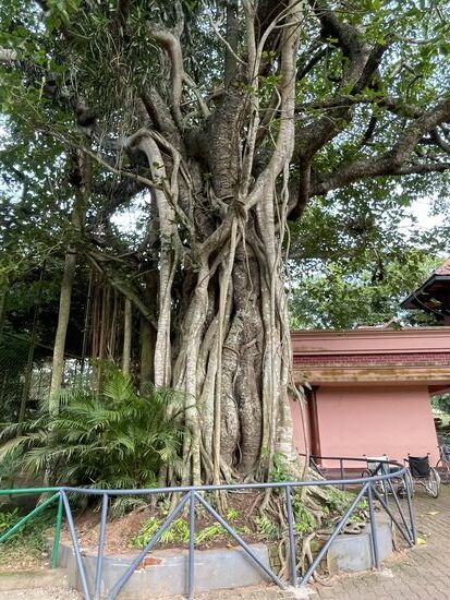 Ficus aurea, Strangler Fig - er wächst entlang eines Buames und schliesst diesen komplett ein, so dass dieser am Schluss erstickt, aber der Ficus hat jetzt Höhe erreicht und überlebt. Natur eben,