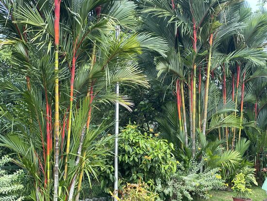 rote Siegelpalme, oder Lippenstiftpalme - noch nie vorher gesehen
