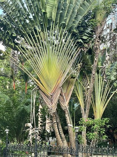 eine wunderbarer Baum der Reisenden. immer wieder faszinierend zu sehen