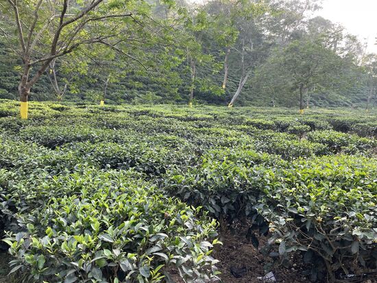 Teegärten in Assam