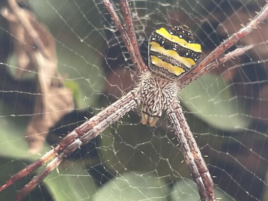 Kleopatra... ist sie nicht wunderschön