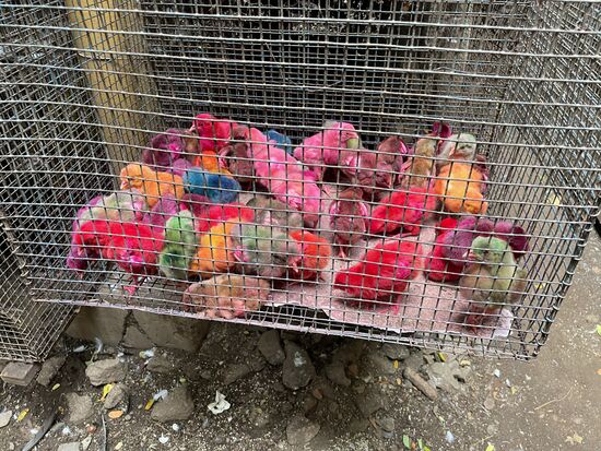 es sind tatsächlich gefärbte Bibeli