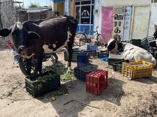 Beim Gemüsehändler scheint die Ausbeute für die Kühe recht gut zu sein