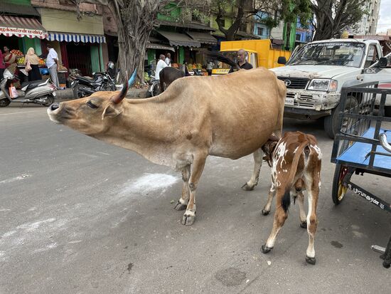 Mutterkuhhaltung in der Stadt - immer wieder ein schwieriger Anblick