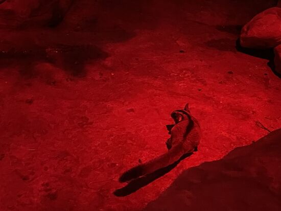 Sugar Glider - Kurzkopfgleitbeutler