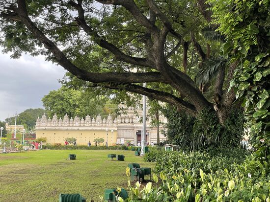 uralte Bäume sind immer faszinierend.