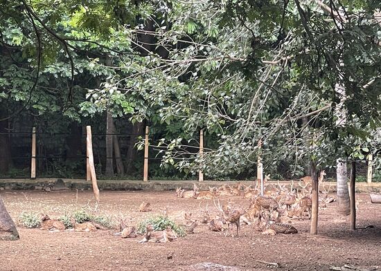 Das Rotwild mit dem getupften Fell ist sehr zahlreich vorhanden.