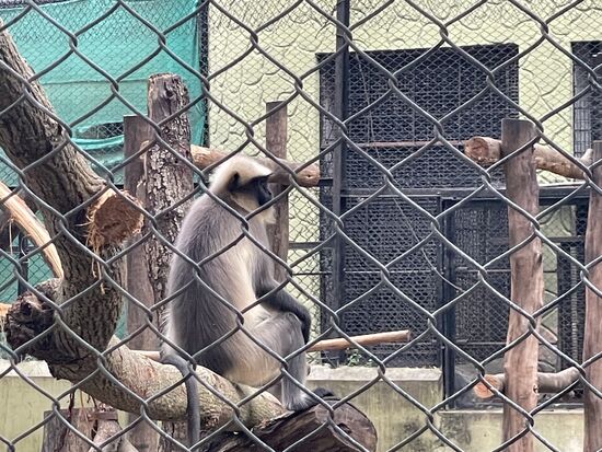 ein indischer Langurenaffe