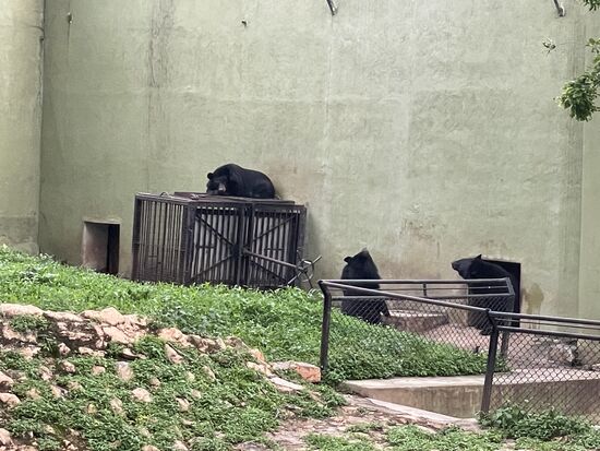 Die haben wohl einen Bärenhunger