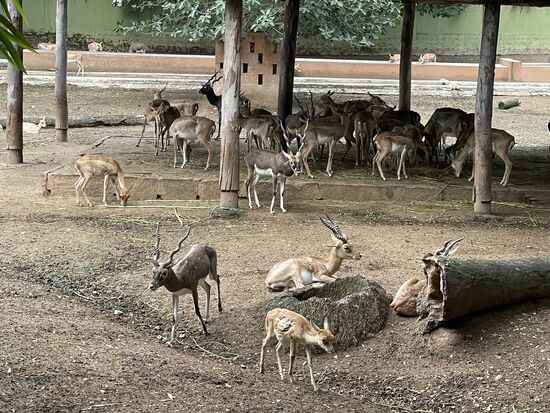 indische Antilopen mit ihren gedrechselten Hörnern