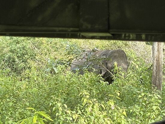 Wer kommt da aus dem Dickicht?