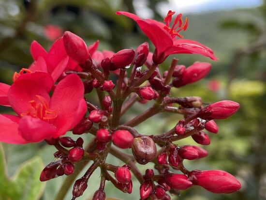 Korallenstrauch, im Garten des Hotels gefunden.