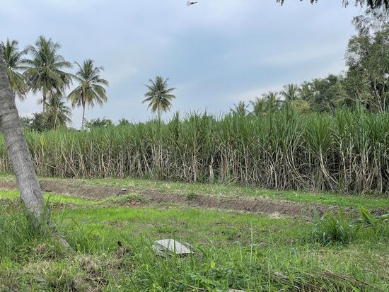Zuckerrohrfelder auf der ganzen Strecke