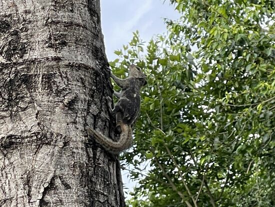 Streifenhörnchen - grad noch erwischt.