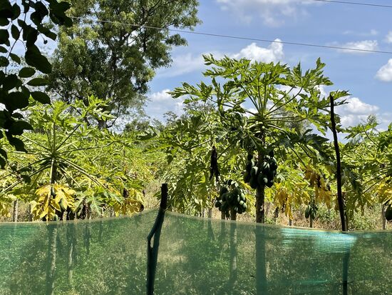 Papayas